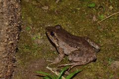 Leptodactylus wagneri