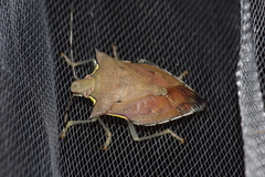 Amblycara gladiatoria