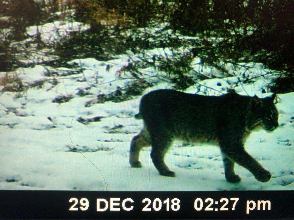 Bobcat from Mound Prairie Township, MN, USA on December 29, 2018 at 09