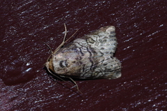 Bryophilina mollicula