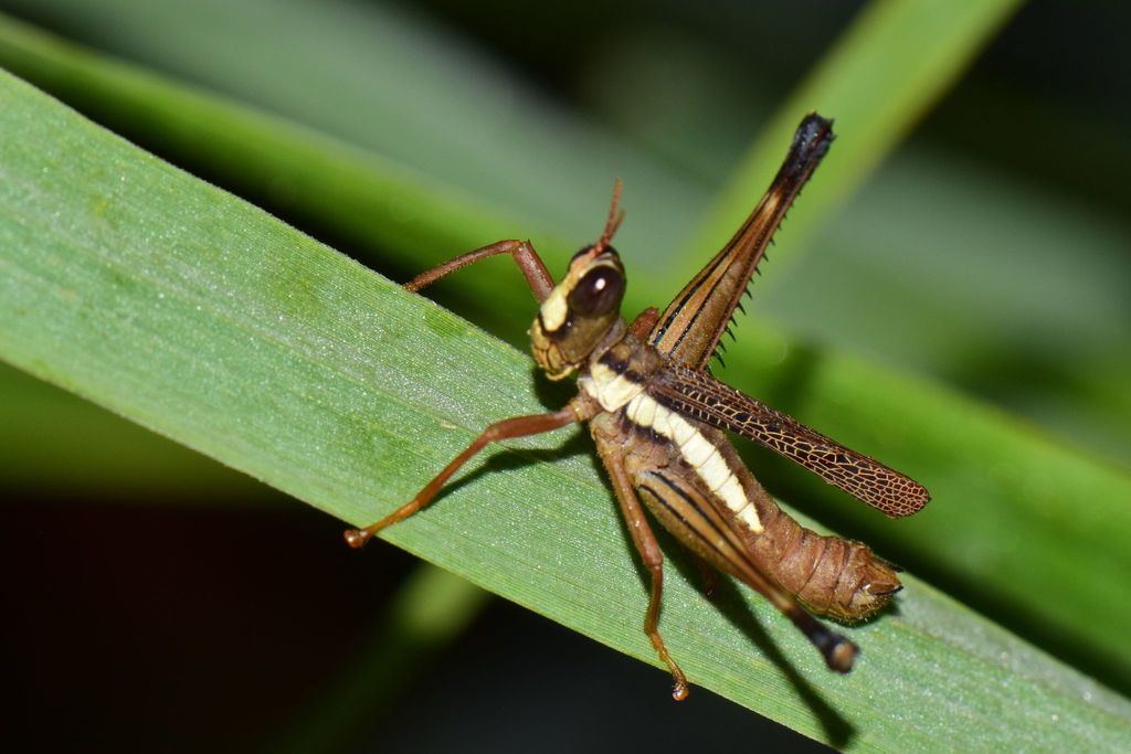 Pseudomastacinae