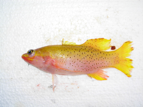 Liopropoma lunulatum observed 2007-12-29