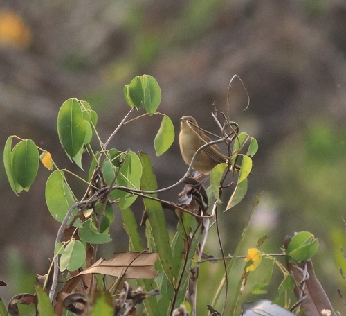 Broad-tailed Grassbird (Schoenicola platyurus), photo 7