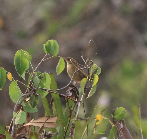 Broad-tailed Grassbird (Schoenicola platyurus), photo 8