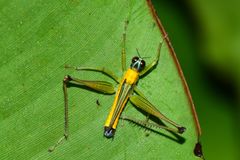 Eumastax