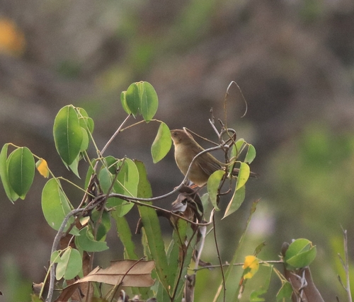 Broad-tailed Grassbird (Schoenicola platyurus), photo 9