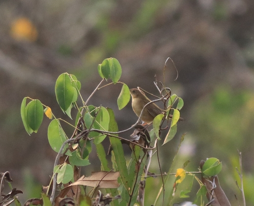 Broad-tailed Grassbird (Schoenicola platyurus), photo 10