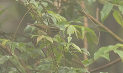 Phylloscopus intensior