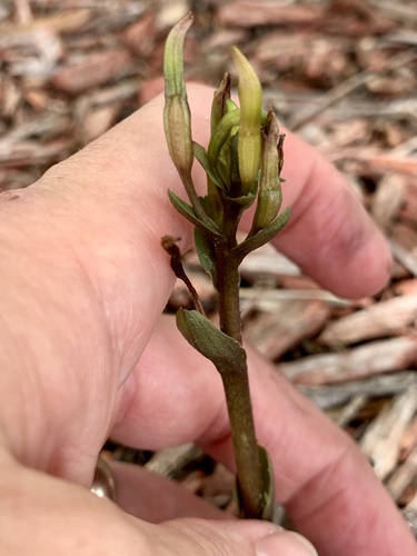 Gentian Noddingcaps (Triphora gentianoides)