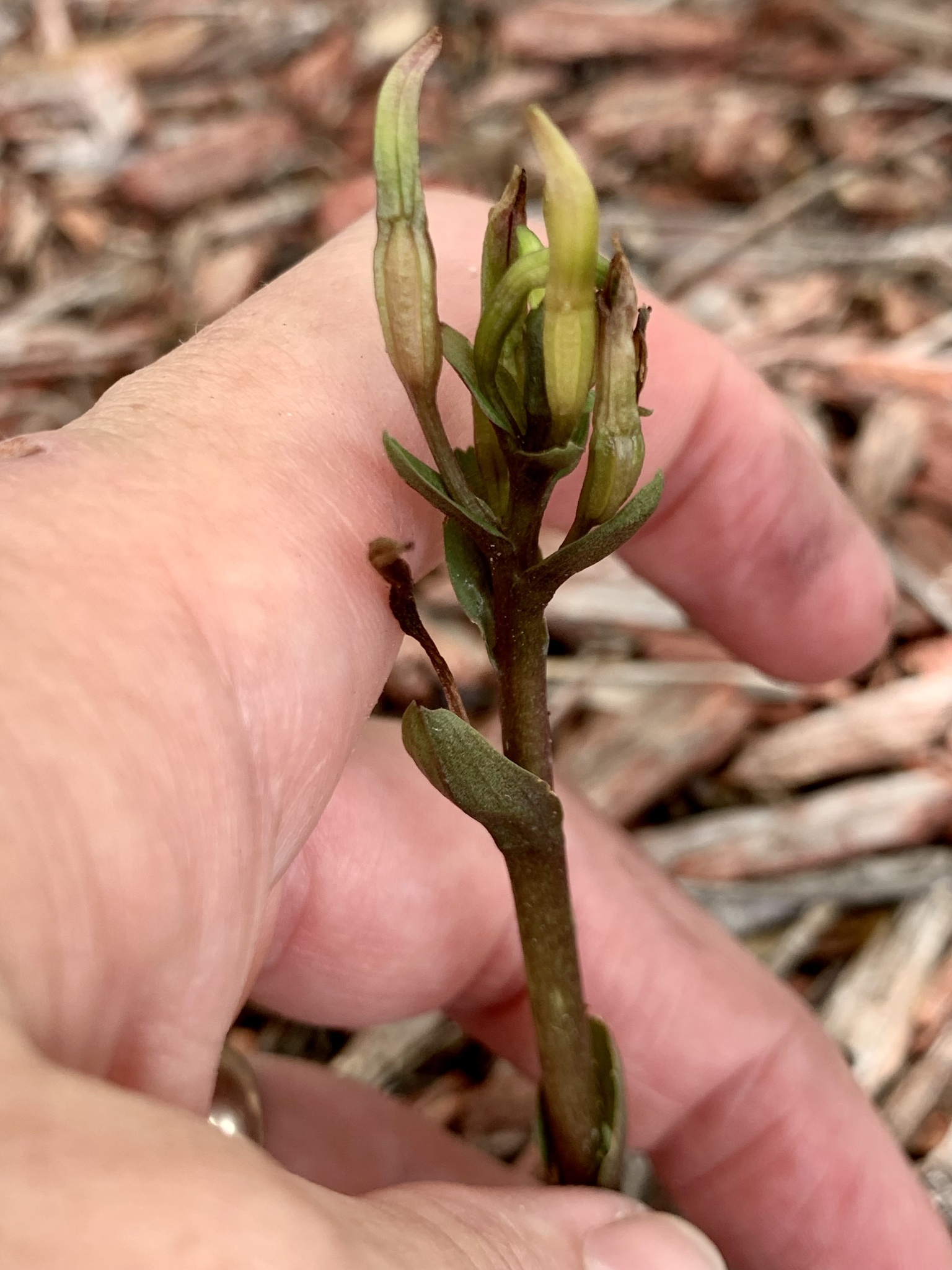 Gentian Noddingcaps (Triphora gentianoides)