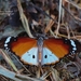 Danaus chrysippus alcippus - Photo (c) i_c_riddell, μερικά δικαιώματα διατηρούνται (CC BY), uploaded by i_c_riddell