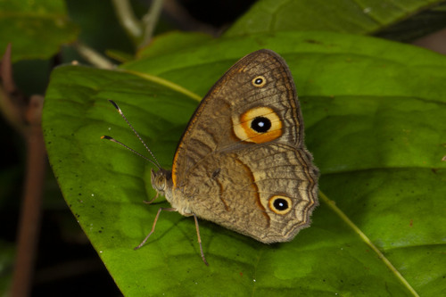 Heteropsis kremenae