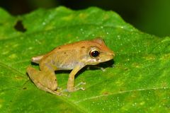 Pristimantis variabilis