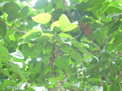 Pangium edule observed 2025-07-08