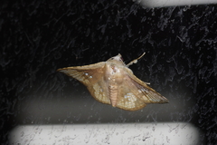 Canaea ryukyuensis