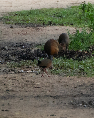 Grey-cowled Wood Rail (Aramides cajaneus), photo 7