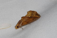 Plusiodonta coelonota