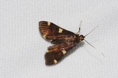 Piletocera aegimiusalis