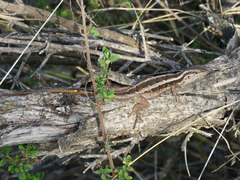 Liolaemus schroederi