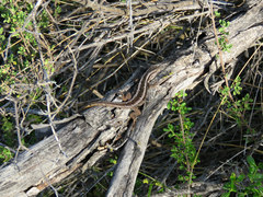 Liolaemus schroederi
