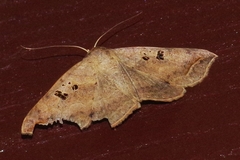 Blasticorhinus rivulosa