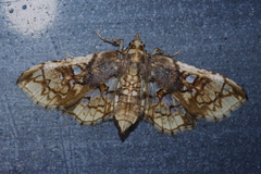 Omphisa anastomosalis