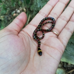 Pliocercus elapoides