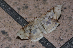 Krananda semihyalina