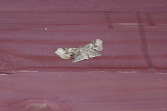 Krananda semihyalina