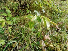 Polygonatum multiflorum