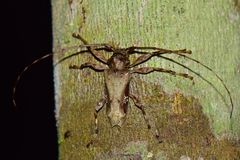 Oreodera bituberculata