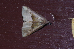 Hypena gonospilalis