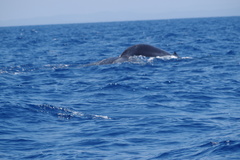 Balaenoptera musculus brevicauda