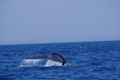 Balaenoptera musculus brevicauda