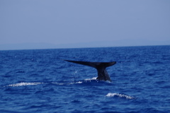 Balaenoptera musculus brevicauda