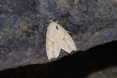 Olulis puncticinctalis