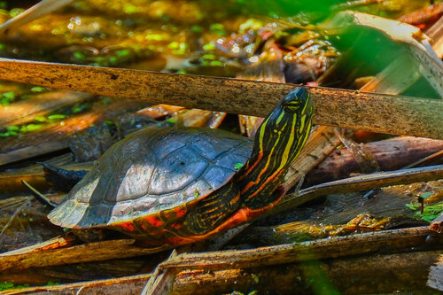 Painted Turtle