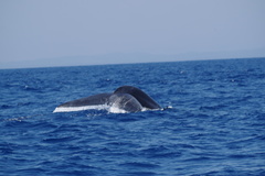 Balaenoptera musculus brevicauda