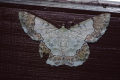 Pingasa ruginaria pacifica