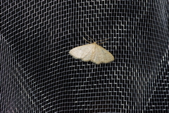 Idaea neovalida