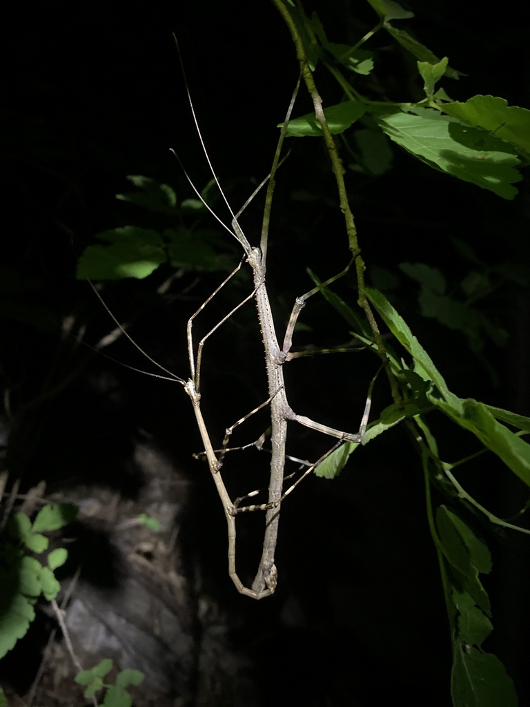 Phanocles horni