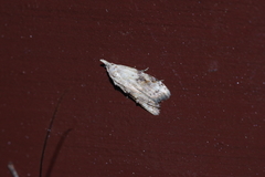 Peragrarchis syncolleta