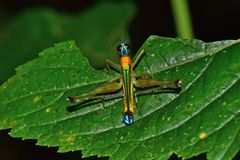 Eumastax