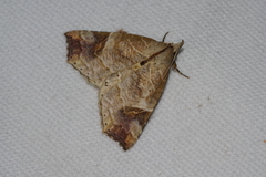 Olulis japonica