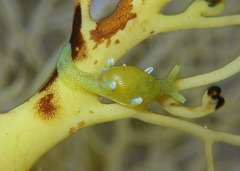 Roburnella wilsoni