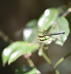 Austroargiolestes chrysoides