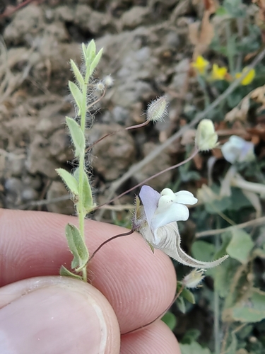 Mediterranean Fluellen