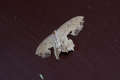 Dysaethria flavistriga