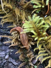 Prophysaon vanattae