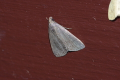 Stenhypena longipennis